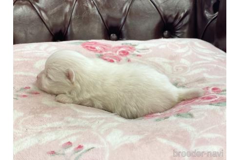 成約済の香川県のポメラニアン-140929の2枚目