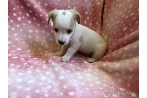成約済の京都府のジャックラッセルテリア-140957の3枚目