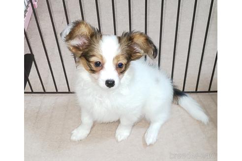 埼玉県でパピヨンの子犬を探す ブリーダーナビ