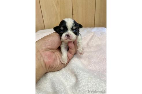 成約済の埼玉県のチワワ(ロングコート)-140976の2枚目