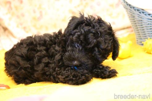 成約済の愛知県のトイプードル-133751の3枚目