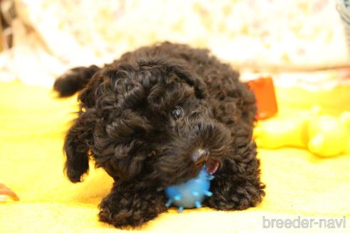 成約済の愛知県のトイプードル-133751の1枚目