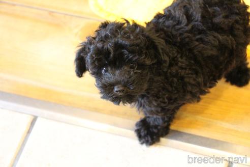 成約済の愛知県のトイプードル-133751の2枚目