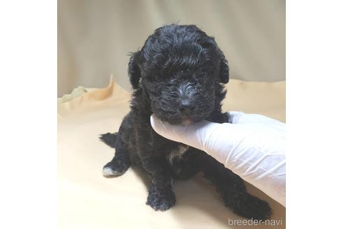 成約済の茨城県のミックス犬-140156の15枚目