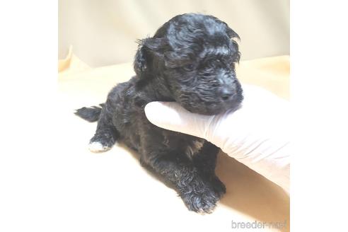 成約済の茨城県のミックス犬-140156の14枚目