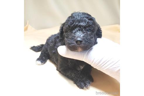 成約済の茨城県のミックス犬-140156の13枚目