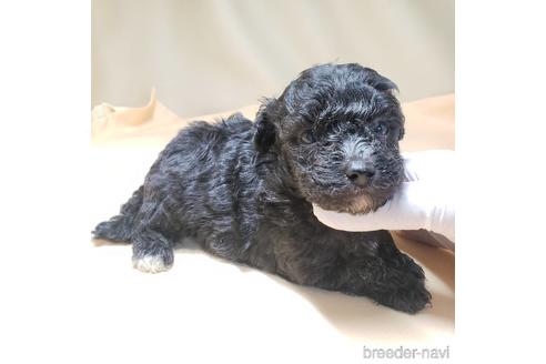 成約済の茨城県のミックス犬-140156の12枚目