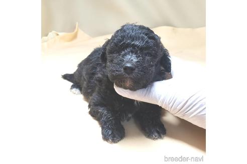 成約済の茨城県のミックス犬-140156の11枚目