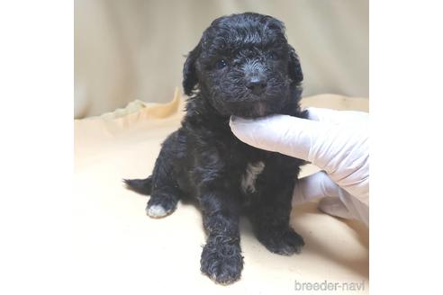 成約済の茨城県のミックス犬-140164の24枚目