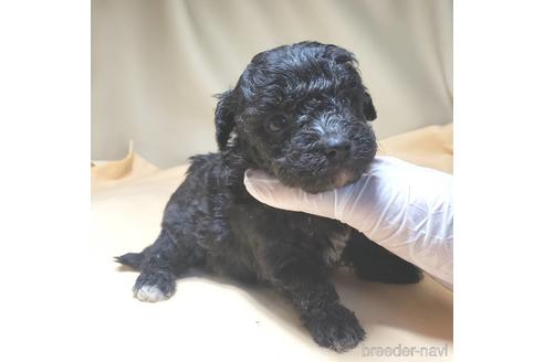 成約済の茨城県のミックス犬-140164の23枚目