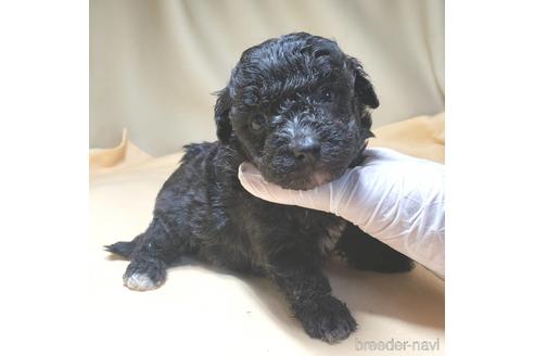 成約済の茨城県のミックス犬-140164の22枚目