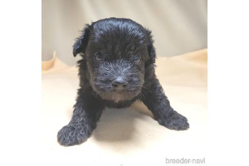 成約済の茨城県のミックス犬-140165の20枚目