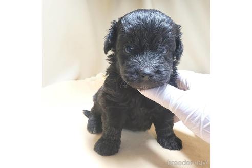 成約済の茨城県のミックス犬-140165の18枚目