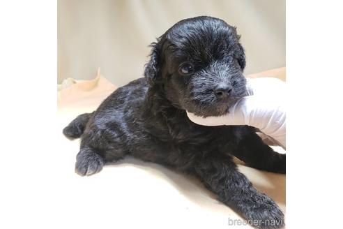 成約済の茨城県のミックス犬-140165の17枚目