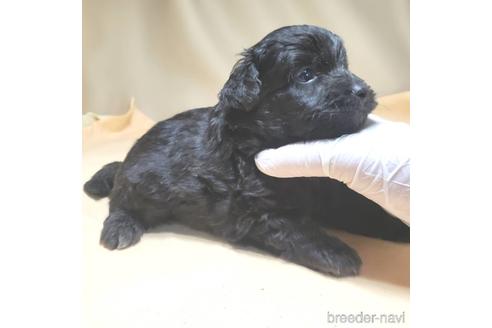 成約済の茨城県のミックス犬-140165の16枚目
