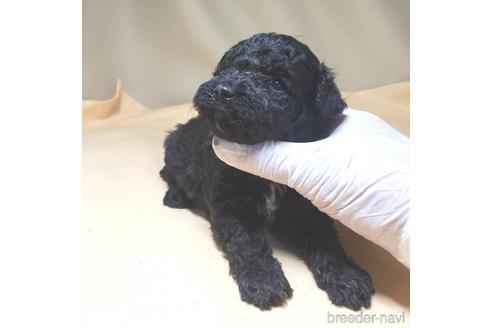 成約済の茨城県のミックス犬-140153の25枚目