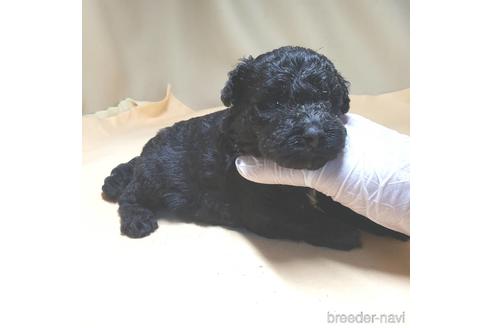 成約済の茨城県のミックス犬-140153の24枚目