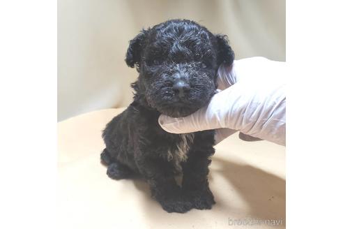 成約済の茨城県のミックス犬-140153の23枚目