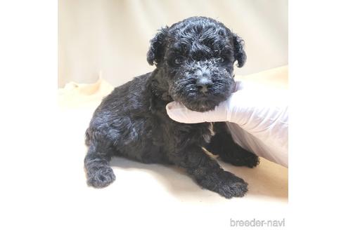 成約済の茨城県のミックス犬-140153の22枚目