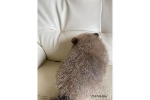 成約済の大阪府のポメラニアン-141042の2枚目