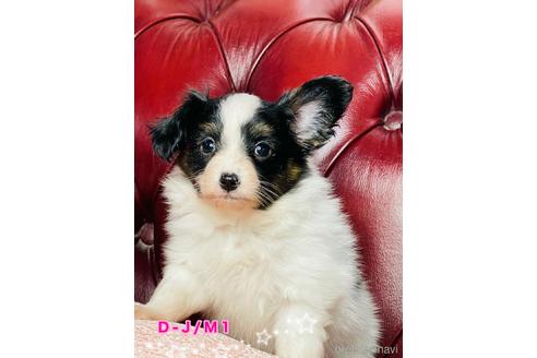 成約済の三重県のパピヨン-141078の5枚目