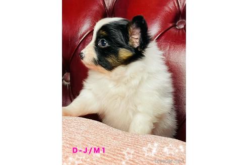 成約済の三重県のパピヨン-141078の4枚目