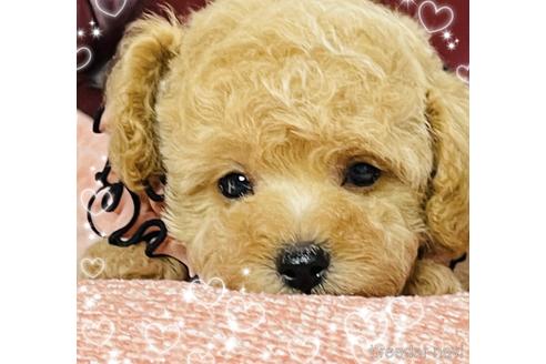 成約済の三重県のティーカッププードル-141081の6枚目