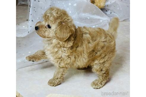成約済の三重県のティーカッププードル-141081の4枚目