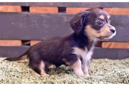 成約済の愛知県のチワックス:チワワ×ミニチュアダックスフンド-141089の4枚目