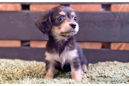 成約済の愛知県のチワックス:チワワ×ミニチュアダックスフンド-141089の5枚目