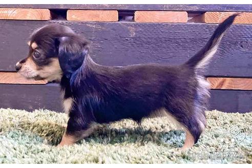 成約済の愛知県のチワックス:チワワ×ミニチュアダックスフンド-141089の2枚目