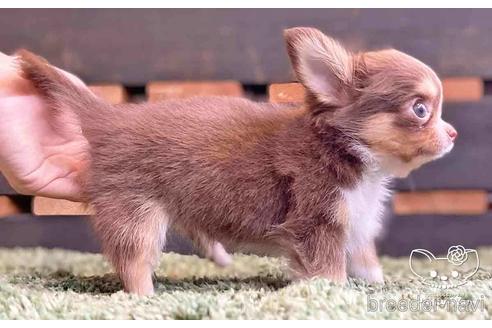 成約済の愛知県のチワワ(ロングコート)-141091の2枚目