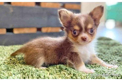 成約済の愛知県のチワワ(ロングコート)-141091の3枚目