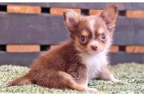 成約済の愛知県のチワワ(ロングコート)-141091の6枚目