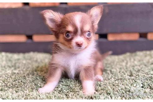 成約済の愛知県のチワワ(ロングコート)-141091の4枚目