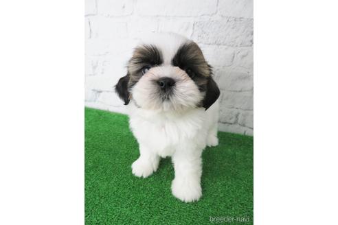 成約済の大阪府のシーズー-141116の1枚目