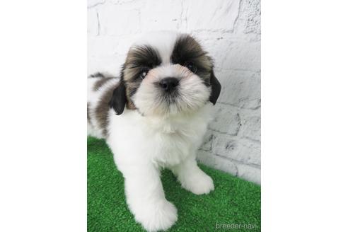 成約済の大阪府のシーズー-141116の5枚目