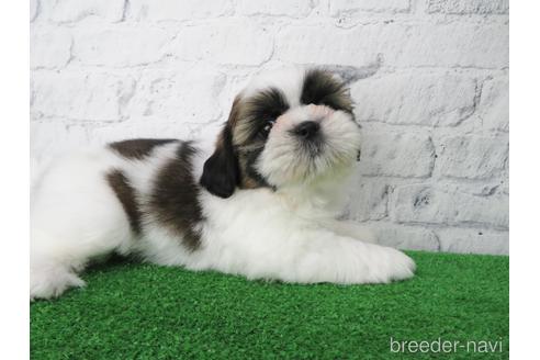 成約済の大阪府のシーズー-141116の4枚目