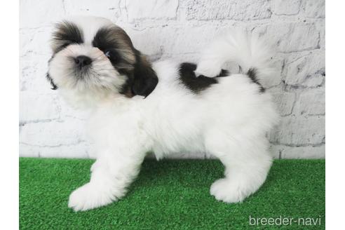 成約済の大阪府のシーズー-141116の3枚目