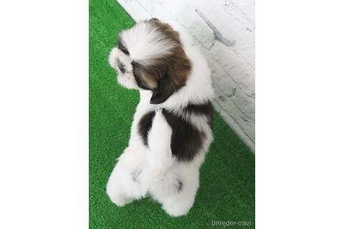 成約済の大阪府のシーズー-141116の2枚目