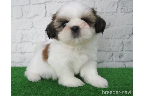 成約済の大阪府のシーズー-141117の1枚目