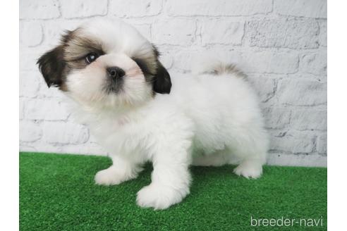 成約済の大阪府のシーズー-141117の5枚目