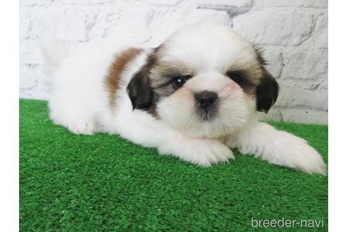 成約済の大阪府のシーズー-141117の3枚目