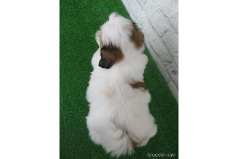 成約済の大阪府のシーズー-141117の2枚目