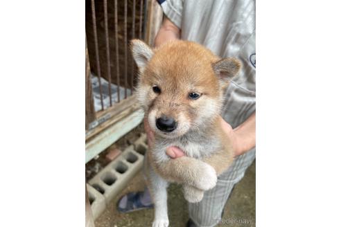 成約済の広島県の柴犬-141120の1枚目
