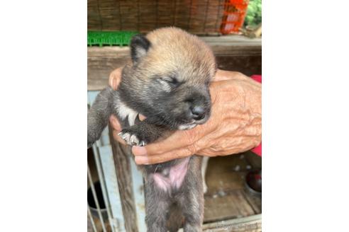 成約済の広島県の柴犬-141121の3枚目