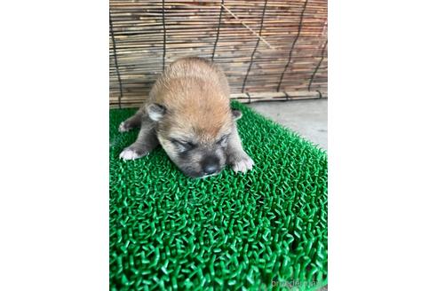 成約済の広島県の柴犬-141122の3枚目