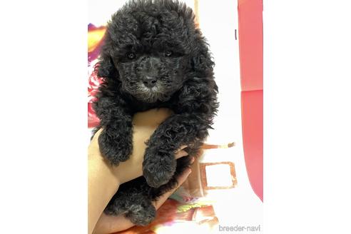 成約済の広島県のタイニープードル-138029の3枚目