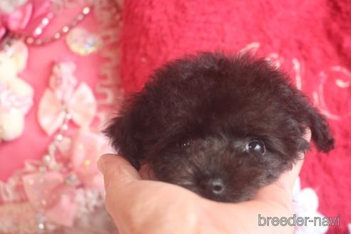 成約済の奈良県のトイプードル-141129の1枚目