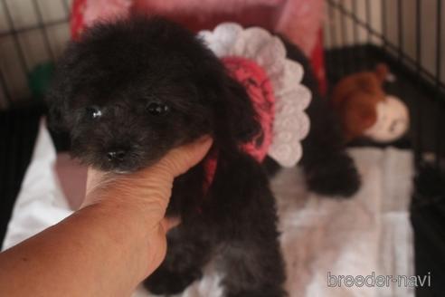 成約済の奈良県のトイプードル-141129の5枚目